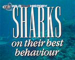 Sharks:  On Their Best Behaviour: Fascinating shark behaviour