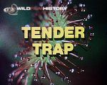 The Tender Trap: Human traps