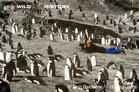 Hugh Miles filming moulting chinstrap penguins for Life in the Freezer