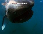 First ever live megamouth shark