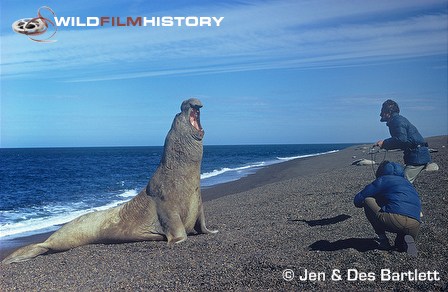 Des and Jen Bartlett recording sound and photographing a male elephant seal