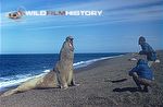 Des and Jen Bartlett recording sound and photographing a male elephant seal