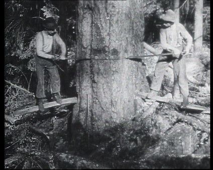 Logging of rainforest