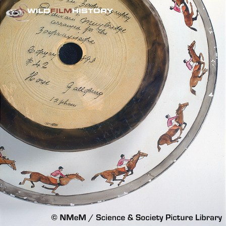 Eadweard Muybridge's Zoopraxiscope disc no 42, showing galloping horses