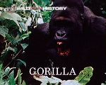 Gorilla: The most imposing creatures on Earth