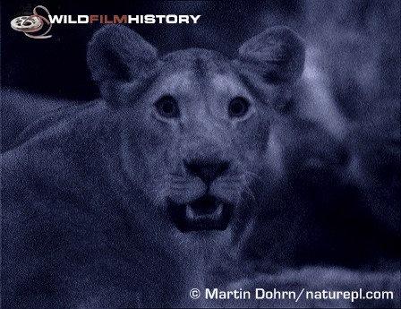 Lioness photographed using a starlight image intensifier camera, for Mara Nights