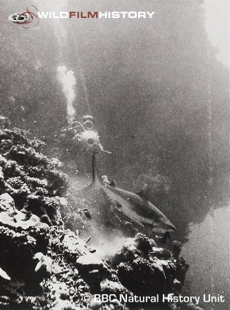 Hans Hass filming a shark swimming along a reef