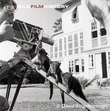 Charles Lagus filming Zoo Quest to Guiana, with young coati on tripod