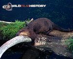 The Otters of Yellowstone: Summer in Yellowstone