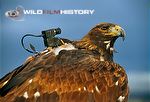 Golden eagle with specially adapted camera for in-flight filming