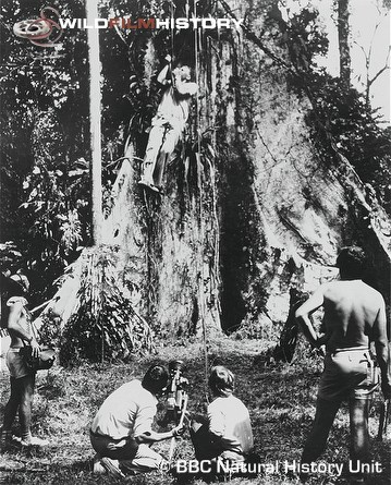 David Attenborough during filming for Life on Earth