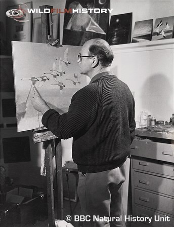 Peter Scott painting swans in his studio