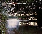 The world of the kingfisher