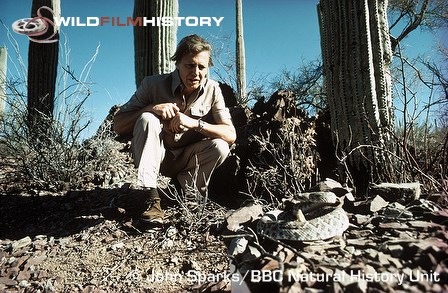 David Attenborough next to a rattlesnake while on location for Life on Earth