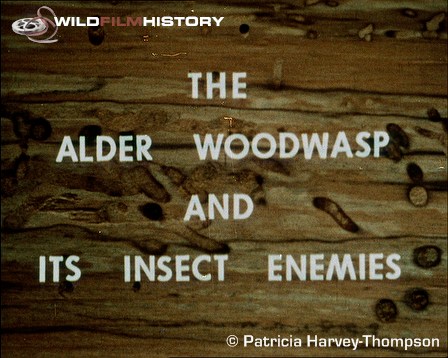 The home of the alder woodwasp