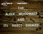 Look: The Alder Woodwasp and its Insect Enemies: The home of the alder woodwasp