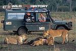 Jonathan Scott watching a lion pride feeding on a carcass for Big Cat Diary