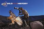 Filming Galapagos Hawk 