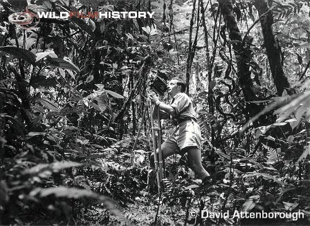 Charles Lagus filming in forest for Zoo Quest to Guiana