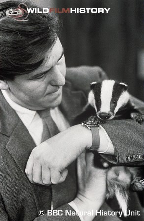 Tony Soper with a hand-reared badger for Animal Magic