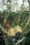 Platform in lophira tree used for filming Korup - An African Rainforest