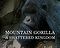 Mountain Gorilla: A Shattered Kingdom