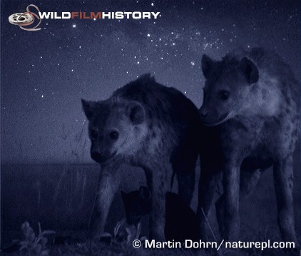 Spotted hyenas photographed using a starlight image intensifying camera, for Mara Nights