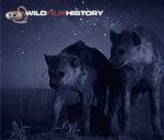 Spotted hyenas photographed using a starlight image intensifying camera, for Mara Nights