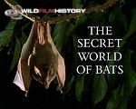 The Secret World of Bats: Importance of bats