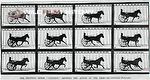 The trotting horse 'Occident' by Eadweard Muybridge