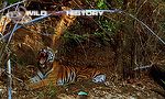 The Tiger's Tale: Introducing the family