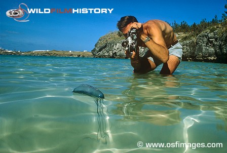 Peter Parks filming Portuguese man o' war