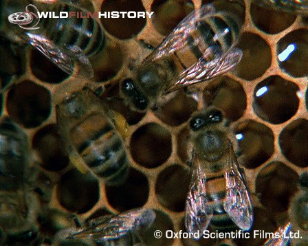 Bees do the waggle dance