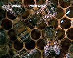 Bees do the waggle dance