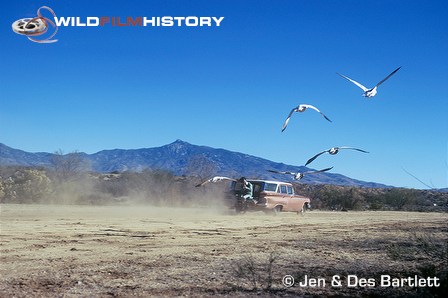 Des Bartlett filming snow geese in flight, from station wagon