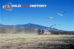 Des Bartlett filming snow geese in flight, from station wagon