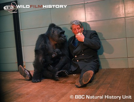 Johnny Morris with gorillas in a zoo