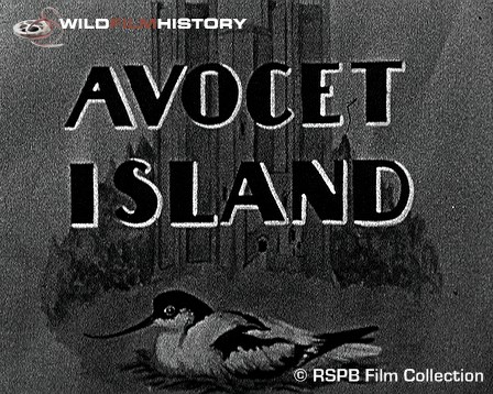 Visting Avocet Island