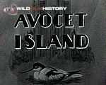 Visting Avocet Island