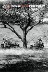 Martin Johnson and Carl Akeley's camera cars meet in Tanganyika, during filming for Simba