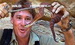 The Ten Deadliest Snakes in the World with Steve Irwin: Death adder by name not by nature