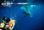 David Parer filming tiger sharks during the filming of Nature of Austrailia: A Seperate Creation