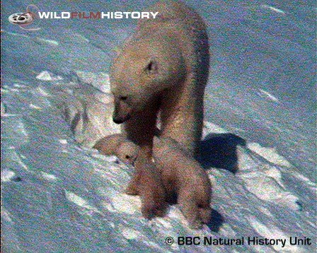 Famous sequence of polar bear and cubs emerging from the den