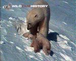 Famous sequence of polar bear and cubs emerging from the den