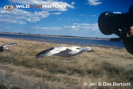 High speed camera filming snow goose in flight