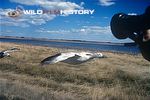 High speed camera filming snow goose in flight