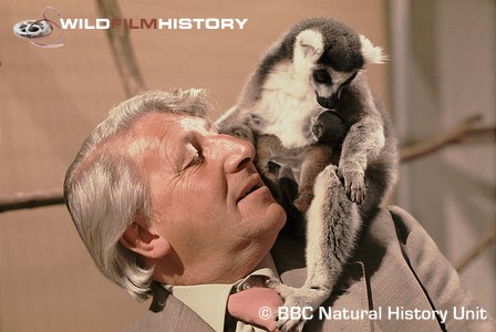 Johnny Morris with a ring-tailed lemur named Dotty, filming for Animal Magic