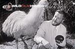 Gerald Durrell with an emu and an egg for Two in the Bush