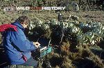 Alastair MacEwen filming cabbage groundsels using computer controlled time-lapse