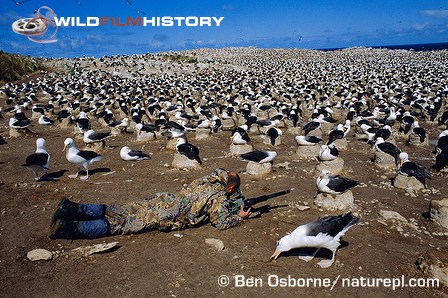 Simon King filming a black-browed albatross nesting colony for The Blue Planet